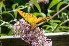 schmetterling silberfleck perlmuttfalter flieder blume