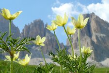 anemonen vor plattkofel grohmannspitze fuenffingerspitze und langkofeleck