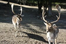 tierpark toblach