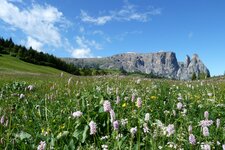 blumenwiese fruehling seiser alm und schlern