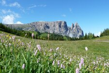 blumenwiese fruehling seiser alm und schlern