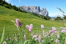 blumenwiese fruehling seiser alm und schlern