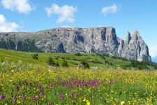 blumenwiese fruehling seiser alm und schlern