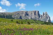 blumenwiese fruehling seiser alm und schlern