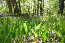 maigloeckchen blumen im goeller wald fruehling fruehjahr