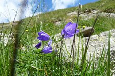 spronsertal bei oberkaser glockenblume