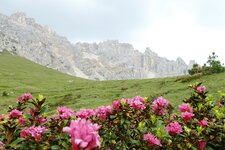 latemar weg nr alpenrosen