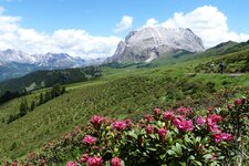 seiser alm almrosen wiesen feld alpenrosen