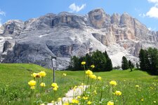 col de tramesc blick auf heiligkreuzkofel und trollblumen