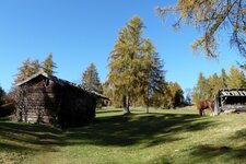 laerchenwiesen am salten herbst pferd