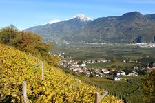 herbst weinreben tscherms blick richtung ifinger