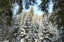 wanderweg durch wald winter schnee baum baeume