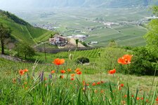 fruehling bluehender mohn am burgstaller hoefeweg