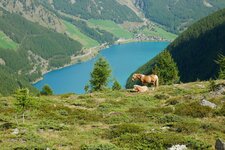 blick auf vernagtsee vernagter stausee haflinger pferde