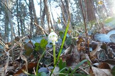 fruehlingstal maerzenbecher sonne