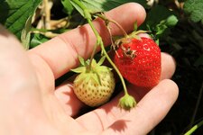 Vinschgau Martelltal Ennewasser Erdbeeren