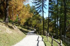 vigiljoch forstweg herbst