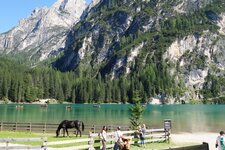 pragser wildsee pferd