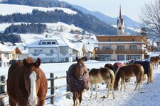 olang oberolang pferde winter