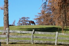 weg jenesien laerchenwiesen herbst pferd