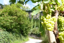 weinlehrpfad bei margreid