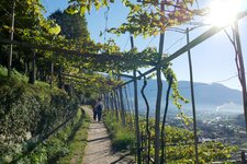 algunder waalweg herbst weinreben wanderer