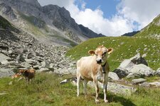 kuehe am weg aufstieg tristensee