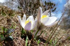 pulsatilla vernalis fruehlings kuhschelle