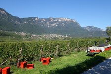 weinlandschaft bei kaltern weinlese wimmen