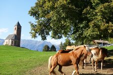 st kathrein bei hafling und haflinger zucht pferde