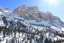 stevia im winter