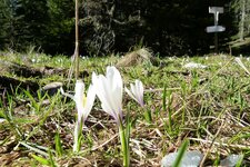 unterholz lichtung fruehlingsblumen nahe felixer weiher