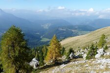 herbst wald unter dem rosengarten