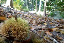 kastanien am wanderweg toell quadrat