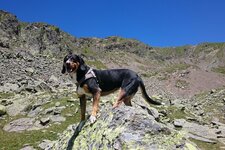 weg latzfonser kreuz hund