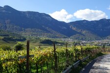 weinberge bei kaltern im herbst