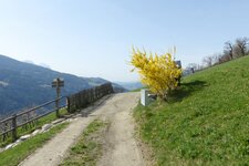 kastanienweg bei feldthurns fruehling