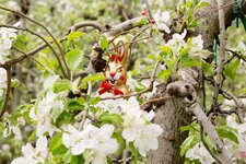 apfelbluete ostern hase