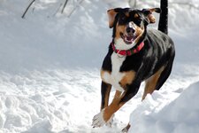 Hund Schnee Winter