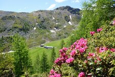 alpenrosenweg bei innerfalkomai