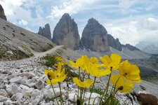 alpenmohn und drei zinnen