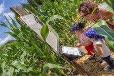 Corn Action Adventure Labyrinth 