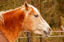 Haflinger