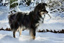 Hund Schnee Regeln Hundehalter