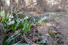 schneegloeckchen im montiggler wald