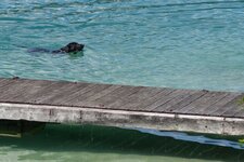 achensee hund im wasser schwimmen