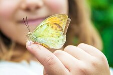 hand schmetterling