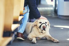 hund bus transport maulkorb