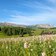 seiser alm panorama blumen