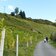 weg von kloster saeben nach verdings herbst weinberge